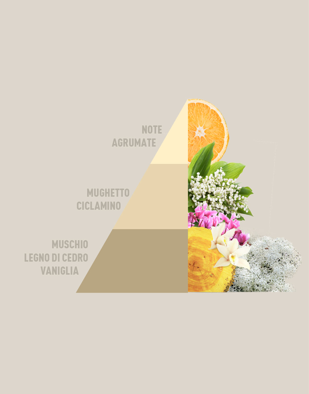 Essenza Gold Argan | Horomia